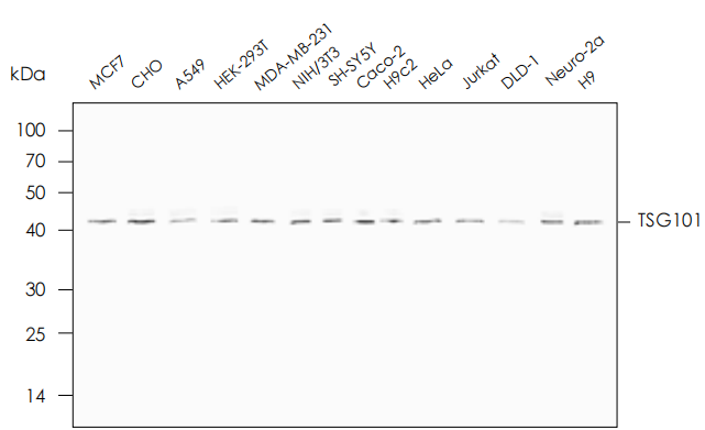 適用于多種細(xì)胞上清外泌體提取 適用于多種細(xì)胞上清外泌體提取