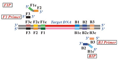 LAMP引物設(shè)計(jì)