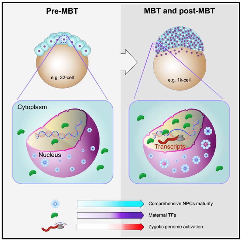 核孔復合體綜合成熟度調(diào)控合子基因組激活模式圖 核孔復合體綜合成熟度調(diào)控合子基因組激活模式圖