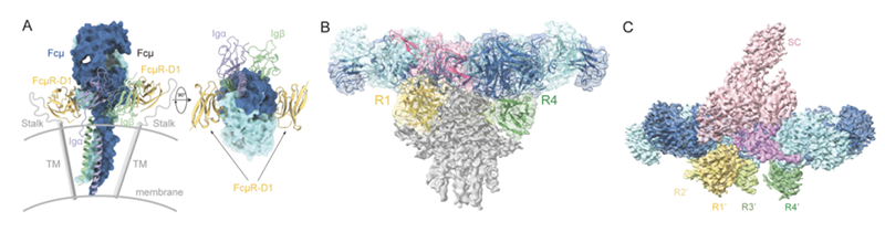 FcμR受體對膜結(jié)合型 IgM、IgM五聚體和分泌型IgM的識別模型