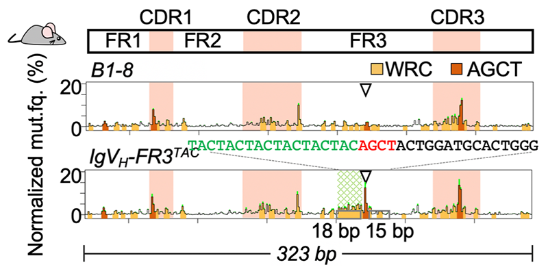 DNA柔性序列可以將突變“冷區(qū)”逆轉(zhuǎn)為突變“熱點”