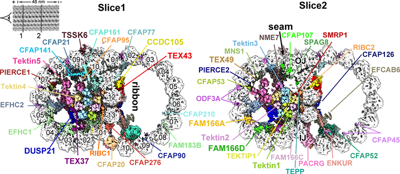 小鼠精子微管二聯(lián)體高分辨率結(jié)構(gòu)