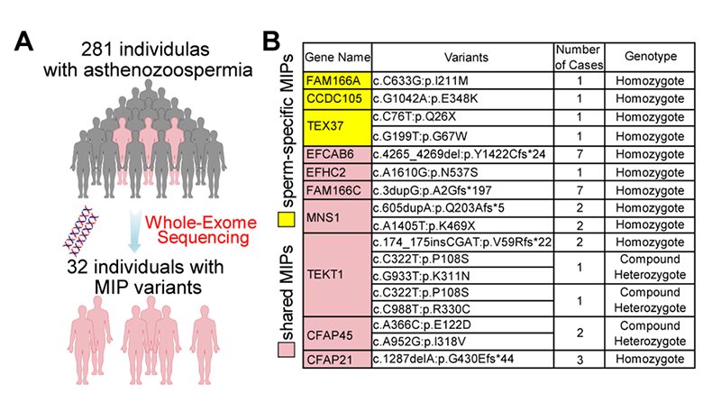 臨床鑒定MIP突變的流程圖和32位MIP相關(guān)的弱精癥患者概覽