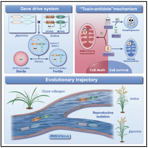 助力科研，全式金克隆感受態(tài)細(xì)胞CD501和表達(dá)感受態(tài)細(xì)胞CD801榮登Cell
