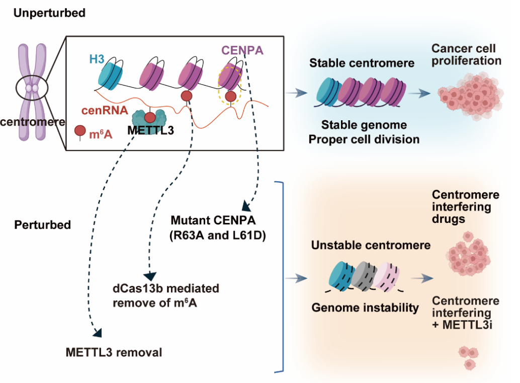 CENPA-m6A-cenRNA調(diào)控著絲粒穩(wěn)態(tài)和腫瘤耐藥性