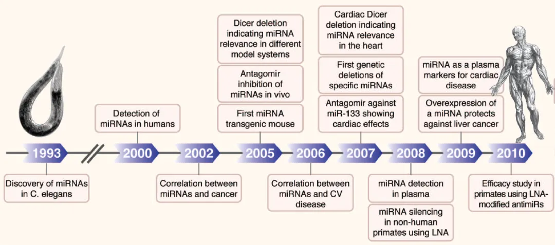 自1993-2000發(fā)現(xiàn)microRNA開始的microRNA研究進(jìn)程