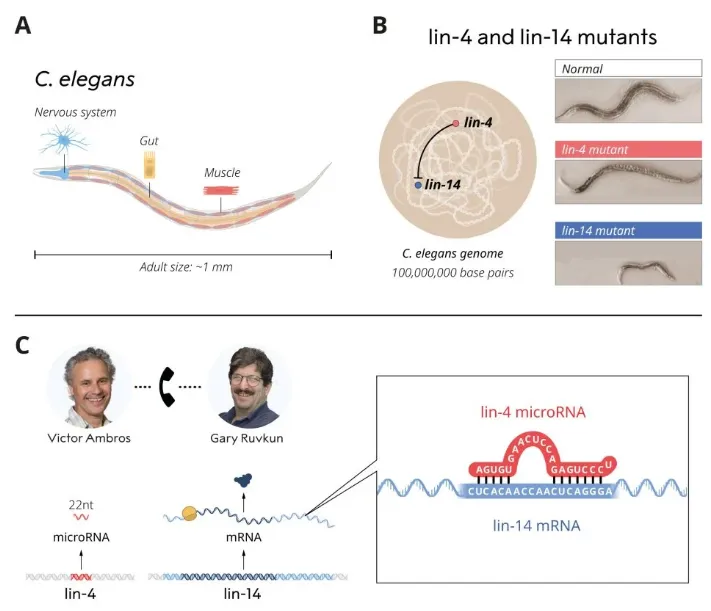 Ambros和Ruvkun發(fā)現(xiàn)lin-4來源的microRNA過程