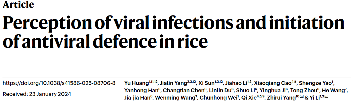 Perception of viral infections and initiation of antiviral defence in rice