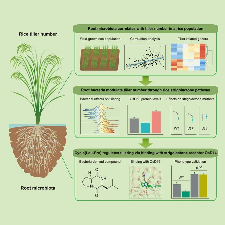 微生物環(huán)二肽信號分子介導的水稻分蘗調(diào)控機制示意圖 微生物環(huán)二肽信號分子介導的水稻分蘗調(diào)控機制示意圖