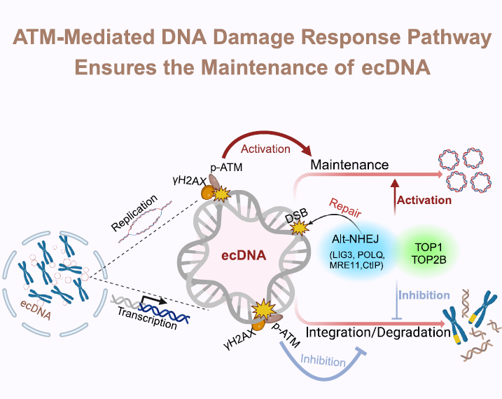 ecDNA
