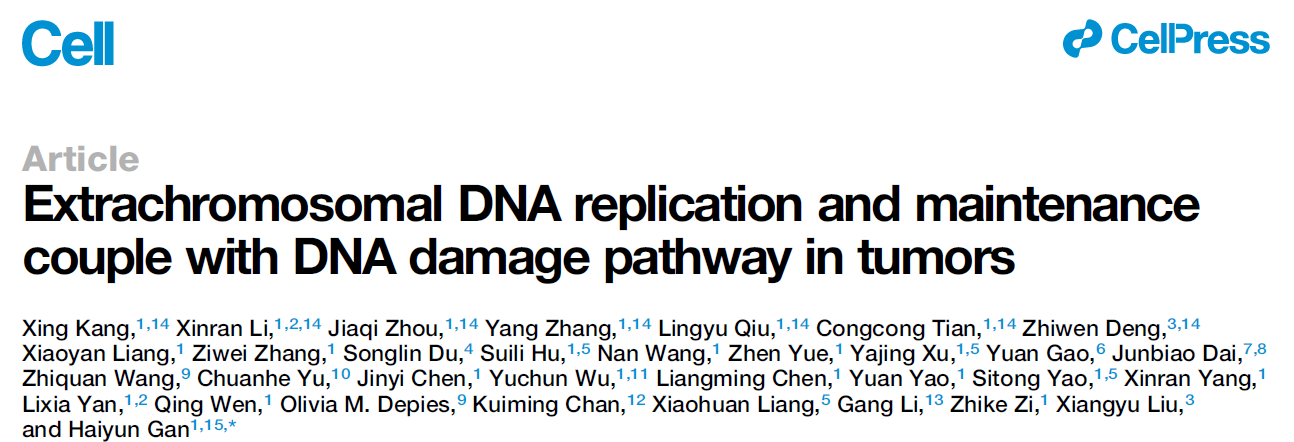 Extrachromosomal DNA replication and maintenance couple with DNA damage pathway in tumors