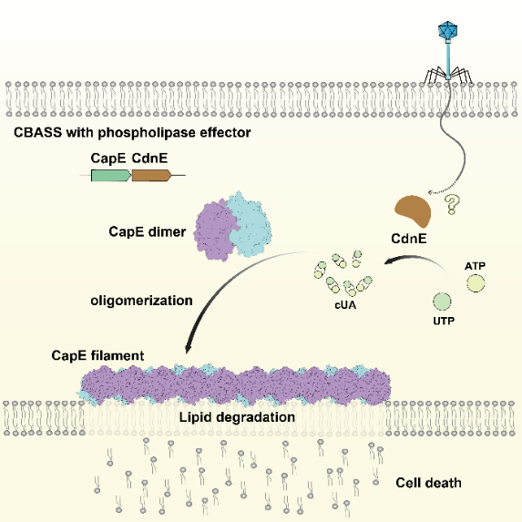 CBASS磷脂酶類效應(yīng)蛋白的抗噬菌體免疫機制 CBASS磷脂酶類效應(yīng)蛋白的抗噬菌體免疫機制