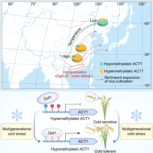ACT1位點甲基化變異促進水稻向高緯度地區(qū)擴張 ACT1位點甲基化變異促進水稻向高緯度地區(qū)擴張