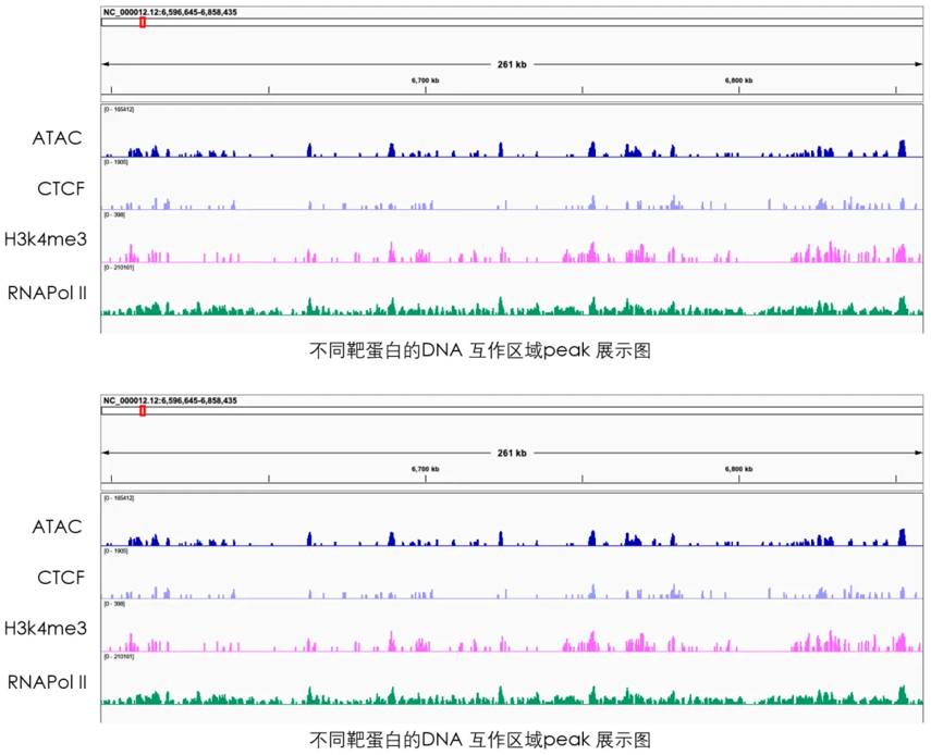 不同靶蛋白的DNA互作區(qū)域peak展示圖