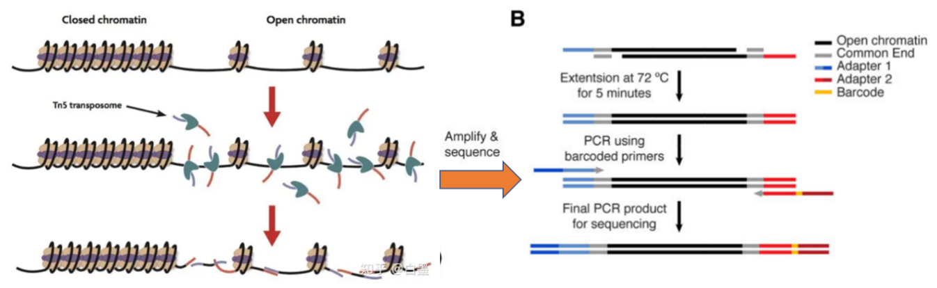 ATAC實驗原理示意圖