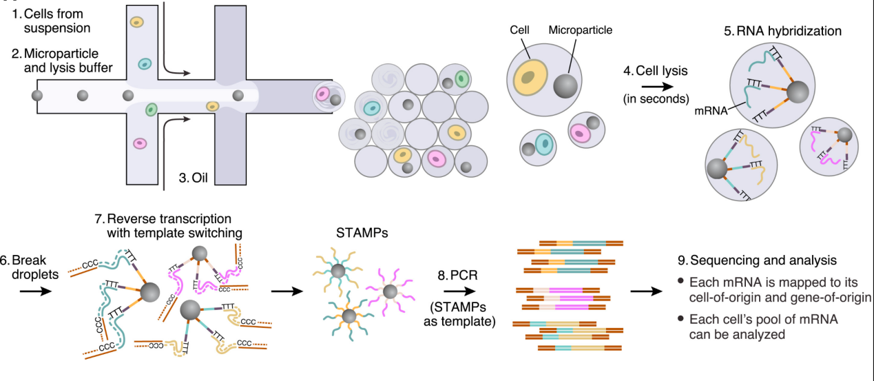 Drop-seq實(shí)驗(yàn)原理
