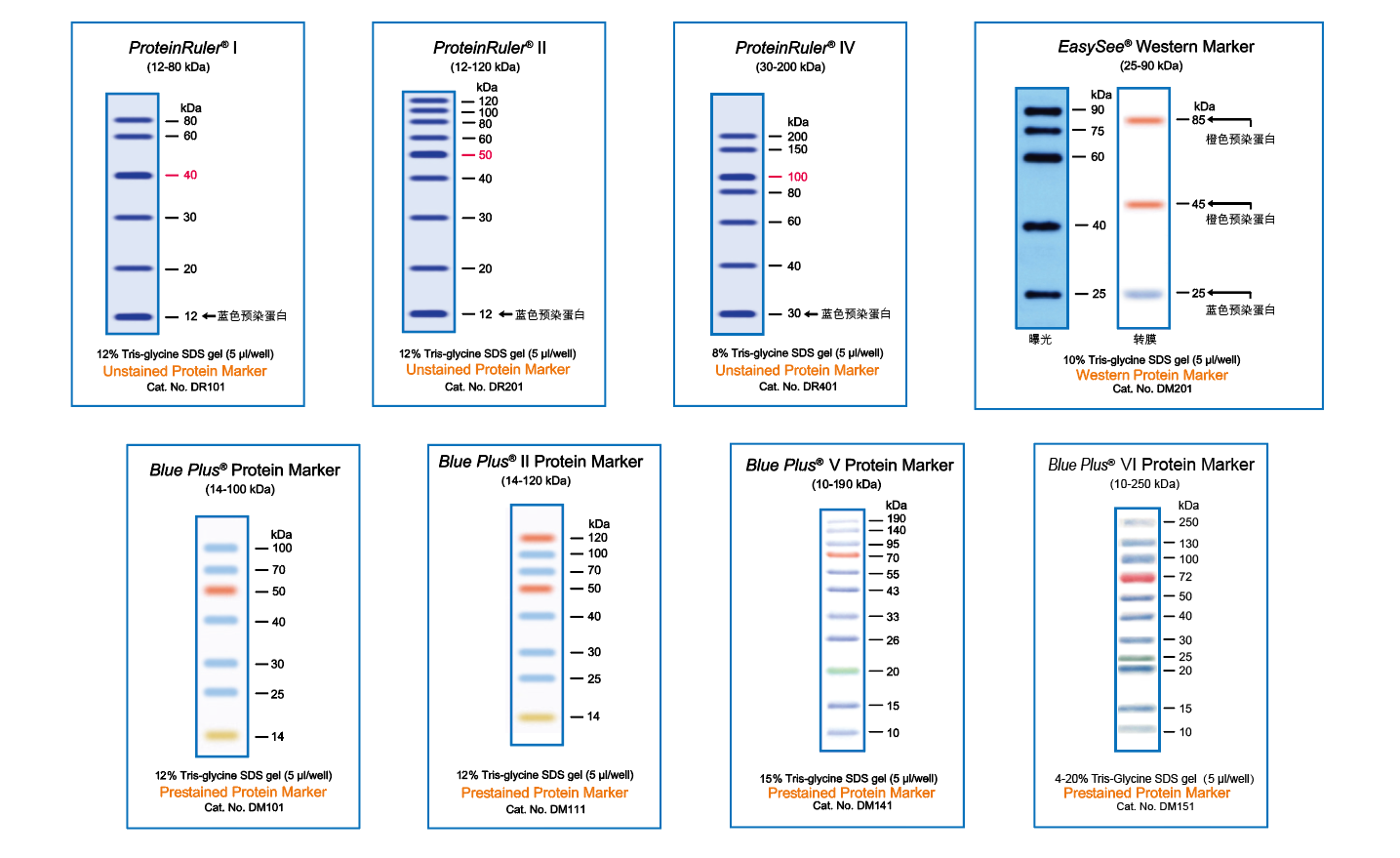 蛋白mrker圖.png 蛋白mrker圖.png