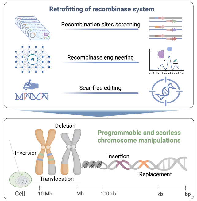 PCE 系統(tǒng)的開發(fā)和精準(zhǔn)染色體編輯概述 PCE 系統(tǒng)的開發(fā)和精準(zhǔn)染色體編輯概述