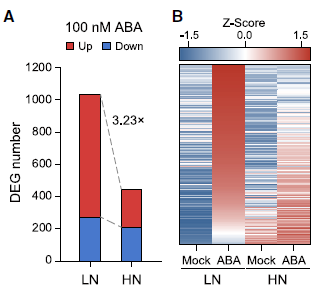 氮營(yíng)養(yǎng)狀態(tài)決定植物 ABA 應(yīng)答反應(yīng)