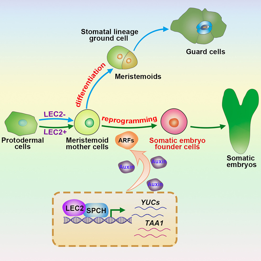 模式圖展示氣孔前體細胞的兩條發(fā)育路徑 模式圖展示氣孔前體細胞的兩條發(fā)育路徑