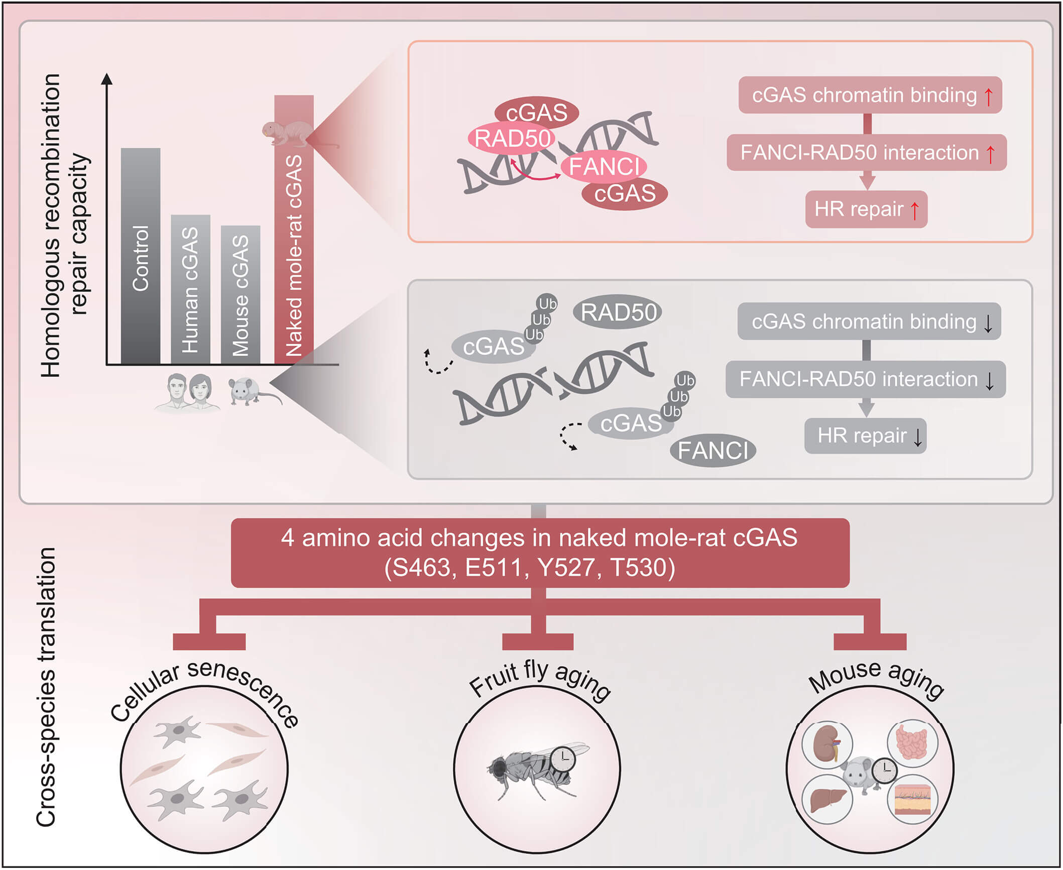 裸鼴鼠 cGAS 促進(jìn) HR 修復(fù)拮抗衰老