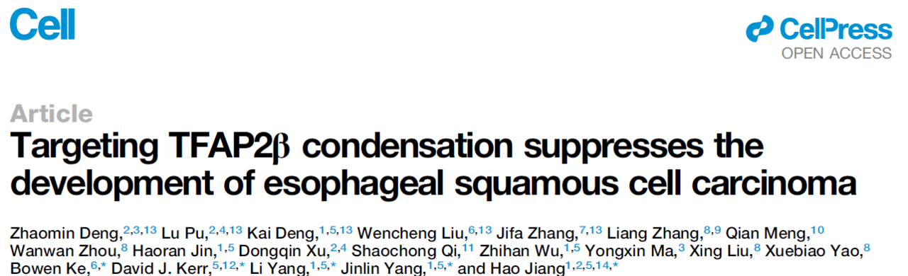 Targeting TFAP2β condensation suppresses the development of esophageal squamous cell carcinoma Targeting TFAP2β condensation suppresses the development of esophageal squamous cell carcinoma