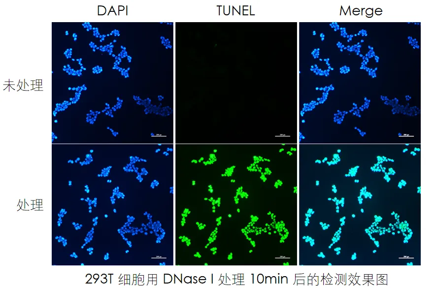 實(shí)驗(yàn)數(shù)據(jù)